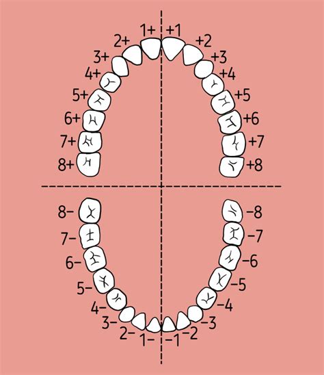 Image result for Tooth Numbering System