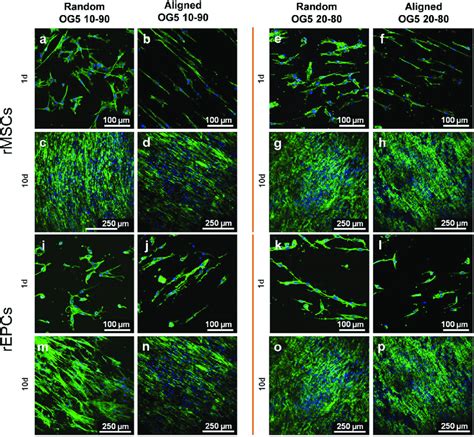 Microscope Cell 的图像结果