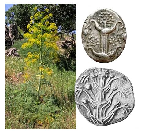 Ancient plant silphion known for curing many diseases probably still ...