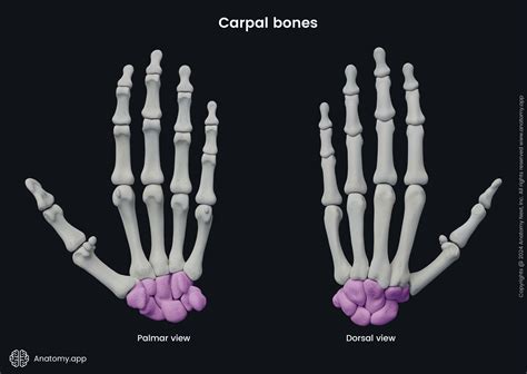 Bones In Wrist