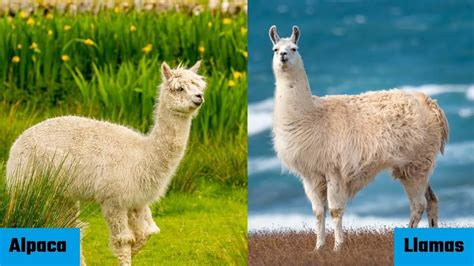 Alpaca vs Llamas: Check Here all the Differences Between them