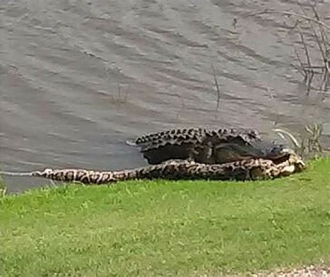 Image result for Florida Python vs Gator
