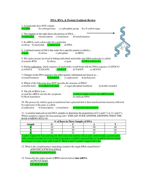 Modern Biology Skills Worksheet Dna Rna And Protein Synthesis ...