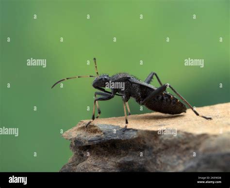 side view of a hairy, black and yellow masked hunter assassin bug ...
