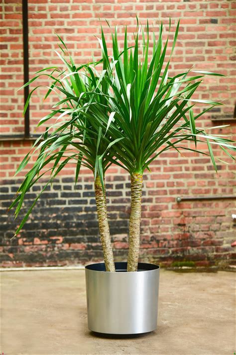 Trees Indoor Palm Plants Types