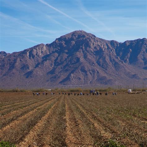 Our team had a fantastic visit to the Francis Roses farm, seeing ...