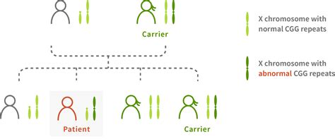 Fragile X Syndrome Chromosome