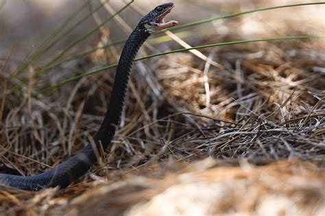 Happy World Snake Day: List of snakes found in Virginia | WRIC ABC 8News