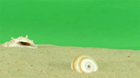 Beach Green screen 的图像结果