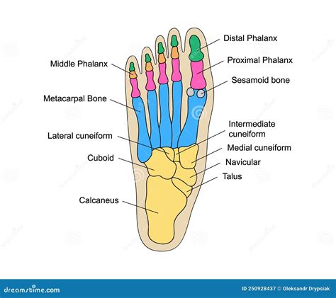 Foot Diagram Names at James Daulton blog