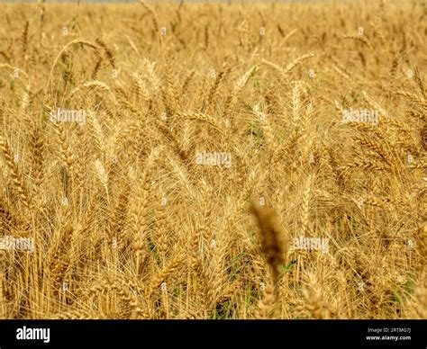 Wheat crop ready to be harvested hi-res stock photography and images ...