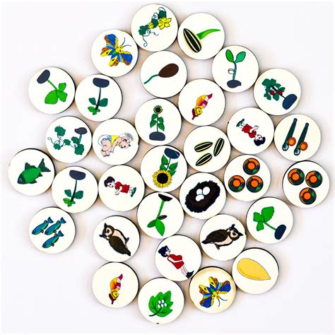 Buy Magnetic Life cycle - Covering 7 Life Cycles Activity - SkilloToys.com