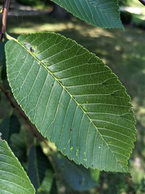 Ulmus davidiana var. davidiana - David elm | The Dawes Arboretum