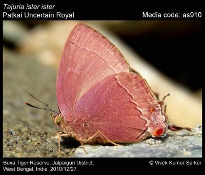 Tajuria ister (Hewitson, [1865]) - Uncertain Royal | Butterfly
