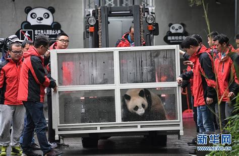 中国大熊猫“如意”“丁丁”启程前往俄罗斯-新华网