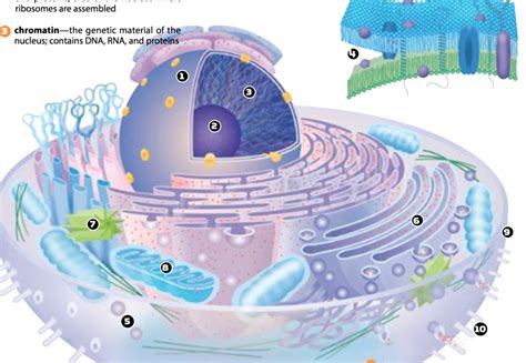 Cell Structure and Function 的图像结果