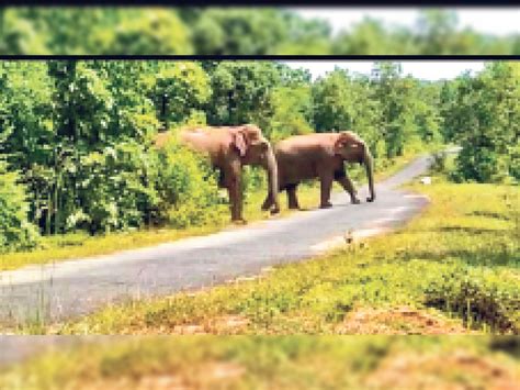 Identification of 2000 hectares of land in the state for the migration of elephants