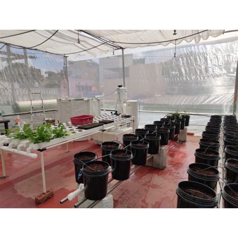 nf 133+27 Plants Decoupled Aquaponics System - (NFT + Dutch Bucket System)