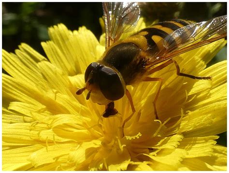 Jak pestřenka jí - Bobův fotoblog