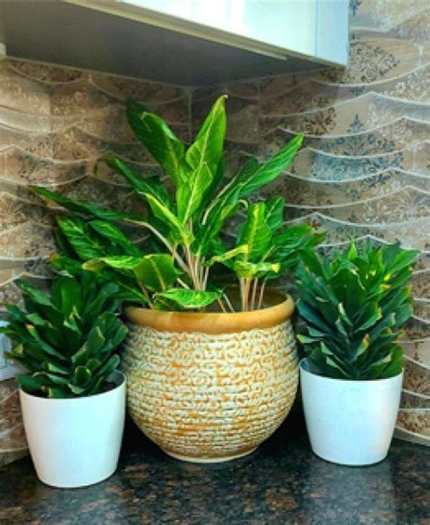 Planterior - Interior with Plants