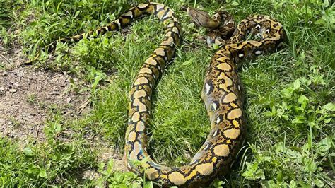 Image result for 12 Foot Python