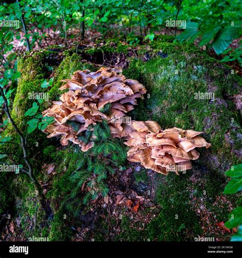 Close up of Giant polypore fungus (Meripilus giganteus) - black ...