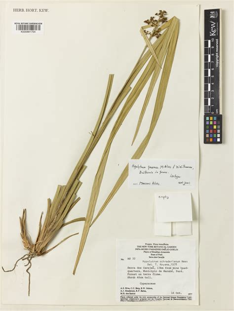 Hypolytrum paraense M.Alves & W.W.Thomas | Plants of the World Online ...