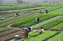 Class 10 Geography Chapter 4 Question Answers - Agriculture