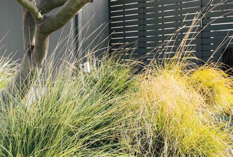 Why Is My Ornamental Grass Turning Yellow | Storables