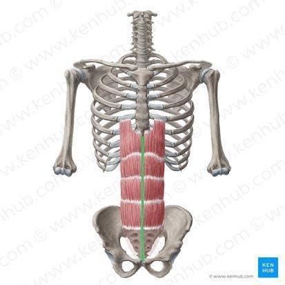 Muscles of Abdomen, Pelvis, and Lower Limb Flashcards | Quizlet