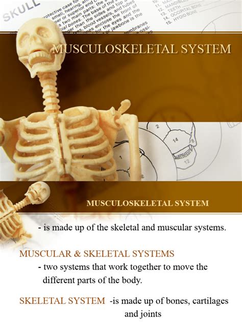 Image result for Introduction to Musculoskeletal System