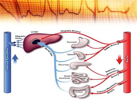 Coronary,Splanchnic,pulomonary, systemic & Cerebral Circulation | PPTX