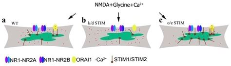 STIM Protein-NMDA2 Receptor Interaction Decreases NMDA-Dependent ...