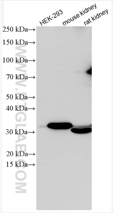 WNT7A antibody (27177-1-AP) | Proteintech