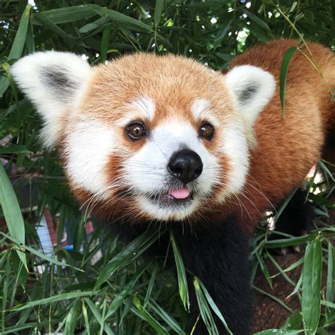 Decatur Il Scovill Zoo