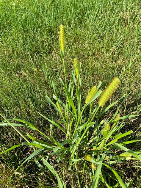 Does Vinegar Kill Foxtail Grass at Lucile Hart blog
