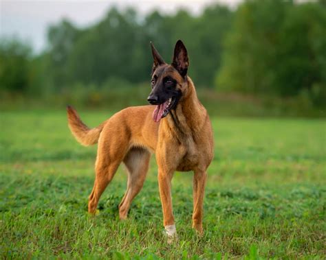 Soldado Belga Malinois