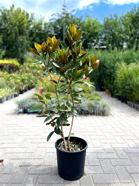 Magnolia Little Gem – Lux Garden