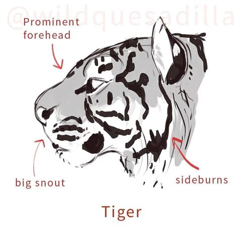Image result for Tiger Drawing Tutorial