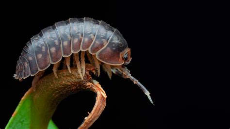 In your yard: pill bugs (roly-poly bugs)