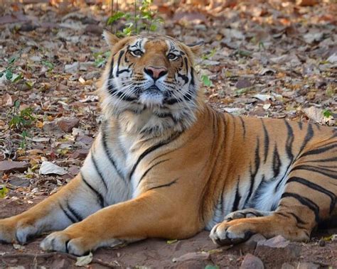 THE 5 BEST Places to Visit in Ramtek (2025) - Must-See Attractions