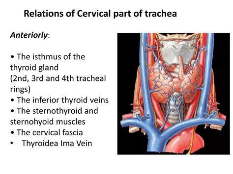 Tracheostomy | PPTX