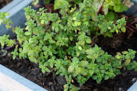 How to Grow and Care for Lemon Thyme