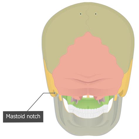 Image result for Temporal Bone Mastoid Process