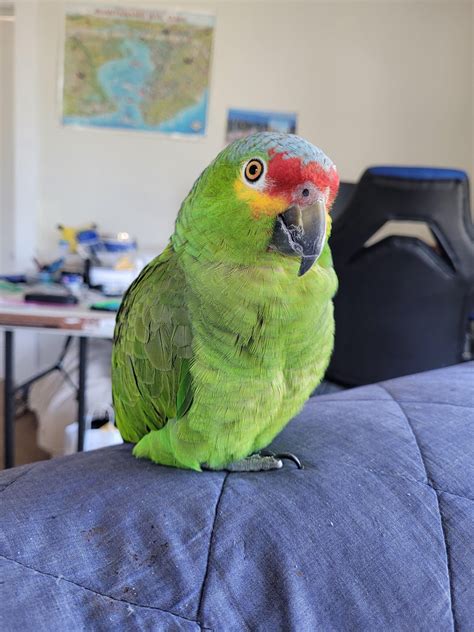 No thoughts, head empty. Such is bliss. : r/parrots