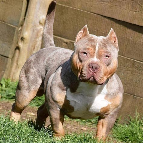 Types of The Pit Bull Dogs | Pitbulls, Pitbull dog, American pitbull ...