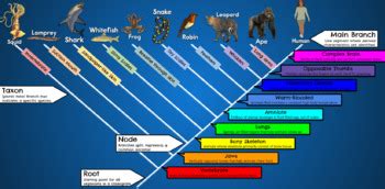 Image result for Science Cladogram