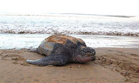 世界上“最大”的海龟，体长2米重量达1吨，它的咬合力惊人！_皮龟