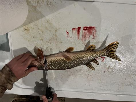 Image result for Filet Fish How To