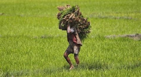 Smartphone App Helps Farmers Predict Climate Change And Save Their ...